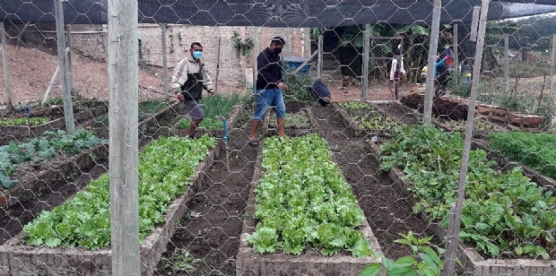 Projeto cria hortas comunitrias em bairros de Cuiab; saiba onde ficam